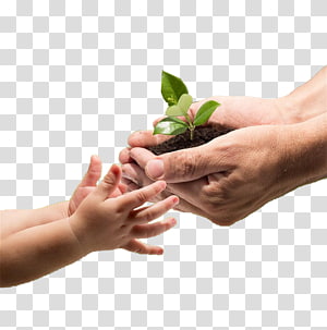 holding trees transparent background PNG clipart thumbnail