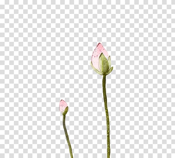 Tulip Cut flowers Bud Plant stem Petal, To be put lotus bud transparent background PNG clipart
