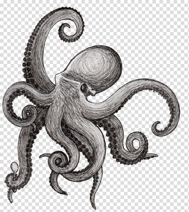 Octopus Drawing Squid Tattoo Sketch, Now The Octopus Is Three transparent background PNG clipart