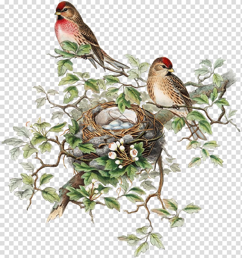 two birds on trunk, The Birds of Australia The birds of Great Britain The Birds of America Painting, Bird transparent background PNG clipart