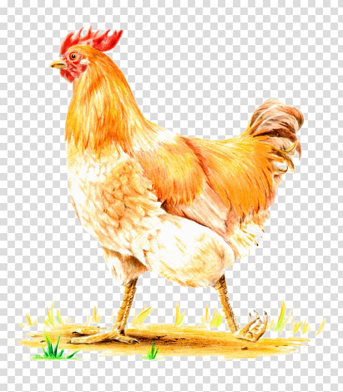 Rooster Hen Kifaranga Tavern Chicken M, ded transparent background PNG clipart