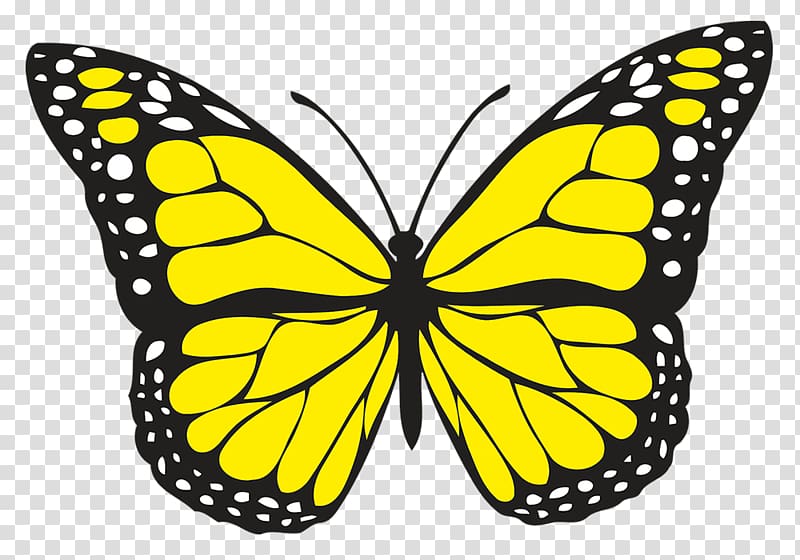 Butterfly Insect , Yello transparent background PNG clipart