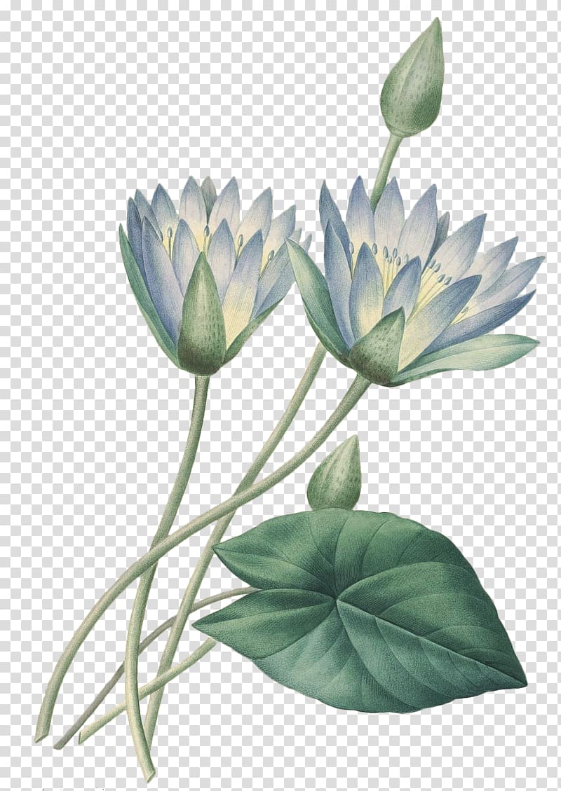 two white lotus flowers, Pierre-Joseph Redoutxe9 (1759-1840) Choix des plus belles fleurs Printmaking Artist Canvas print, Hand-painted watercolor flower lotus lotus transparent background PNG clipart