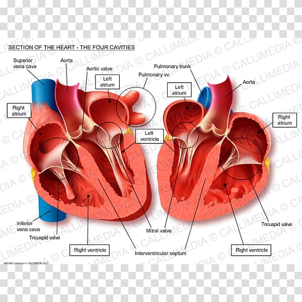 Heart Anatomy Thoracic cavity Body cavity Circulatory system, heart transparent background PNG clipart