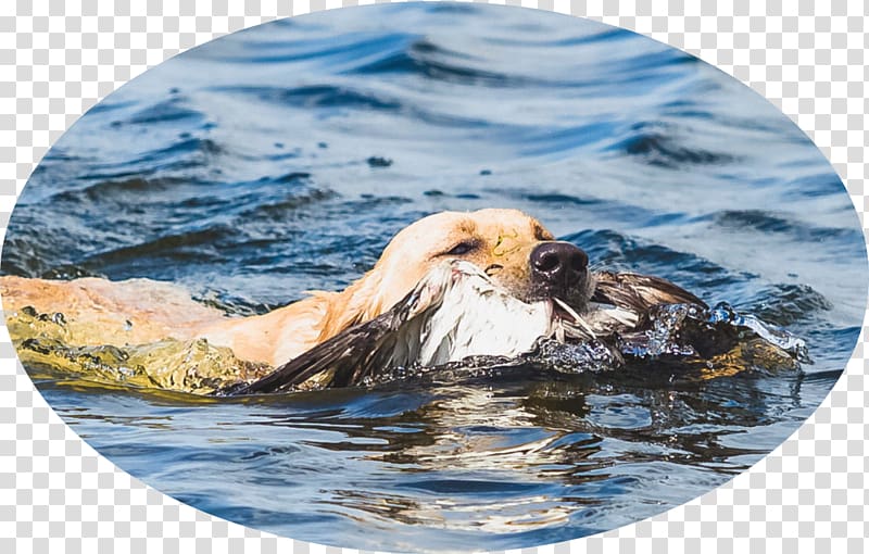 Labrador Retriever Sea otter Service dog Hunting, Labrador Retriever transparent background PNG clipart