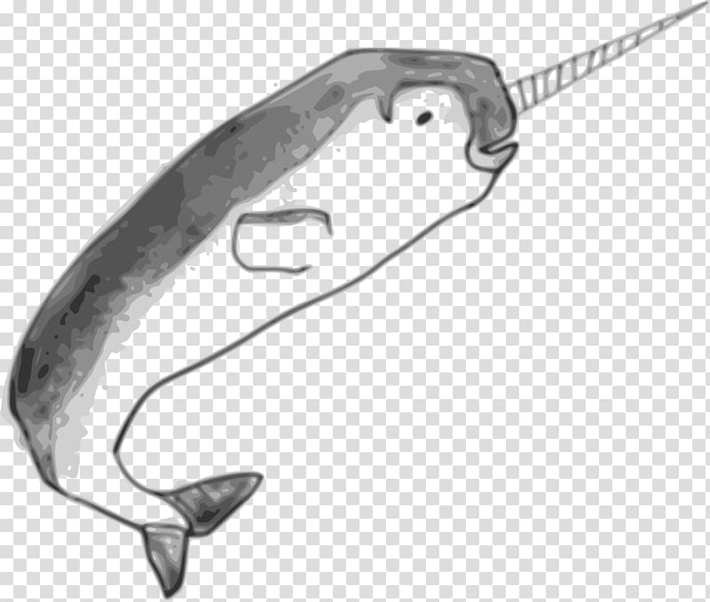 Narwhal Toothed whale Drawing , narwhal transparent background PNG clipart