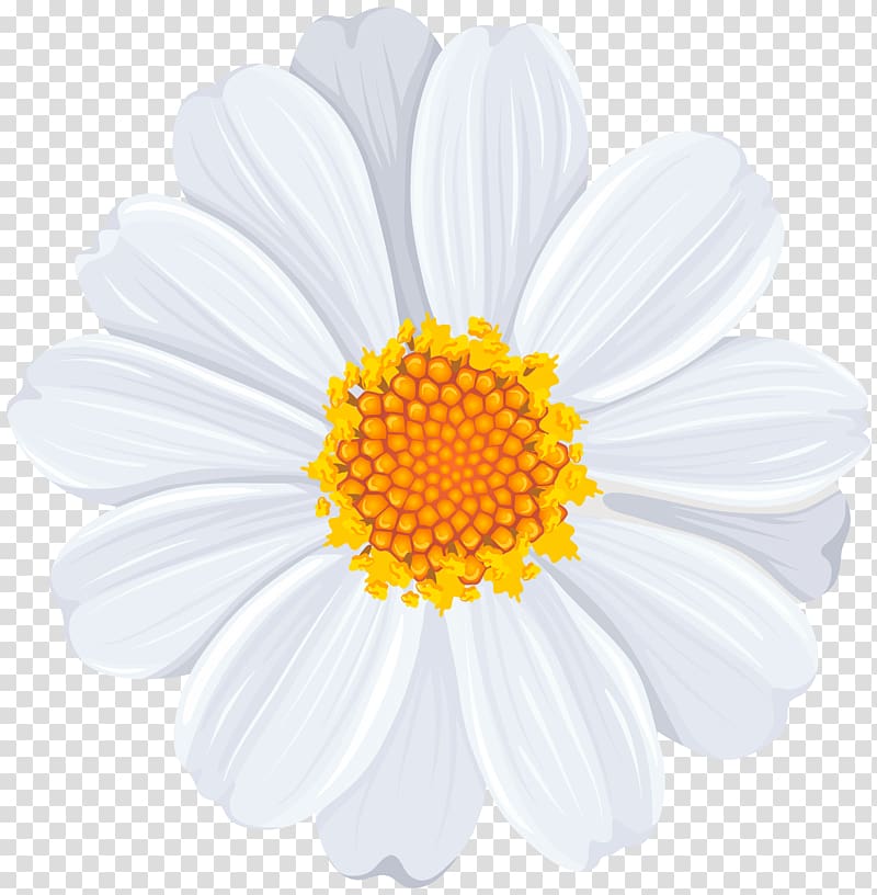 white and yellow petaled flower , Common daisy , White Daisy transparent background PNG clipart