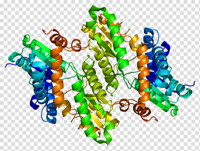 Ferrochelatase Heme Erythropoietic protoporphyria Enzyme Porphyrin, proteine transparent background PNG clipart