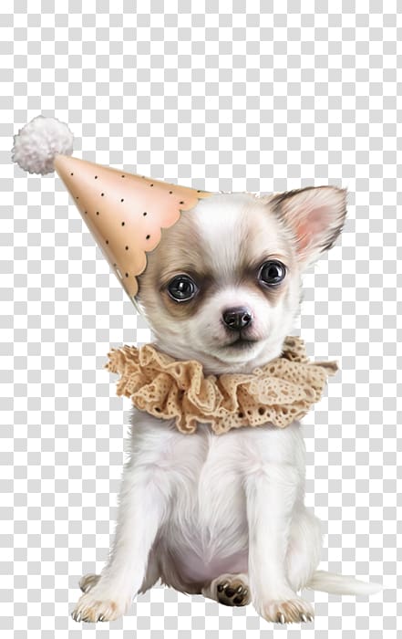 Chihuahua Dog breed , others transparent background PNG clipart