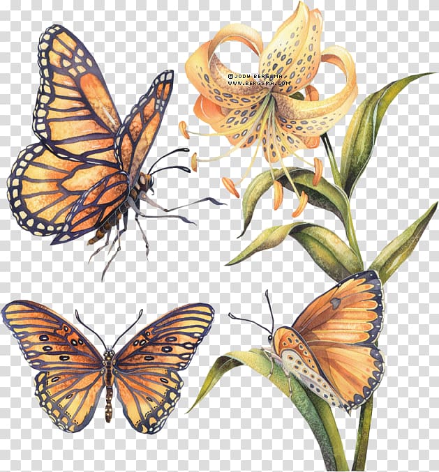 Monarch butterfly Pieridae Gossamer-winged butterflies Brush-footed butterflies, butterfly transparent background PNG clipart
