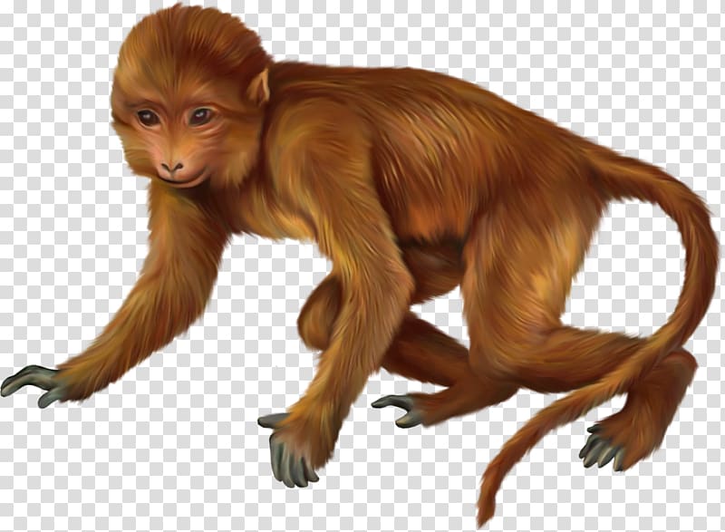 Primate Monkey Animal, monkey transparent background PNG clipart
