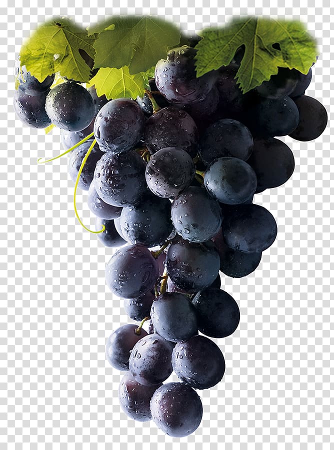 Winery Common Grape Vine Vinotherapy, wine transparent background PNG clipart