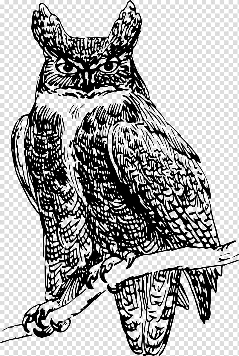 Owl United States , owls transparent background PNG clipart