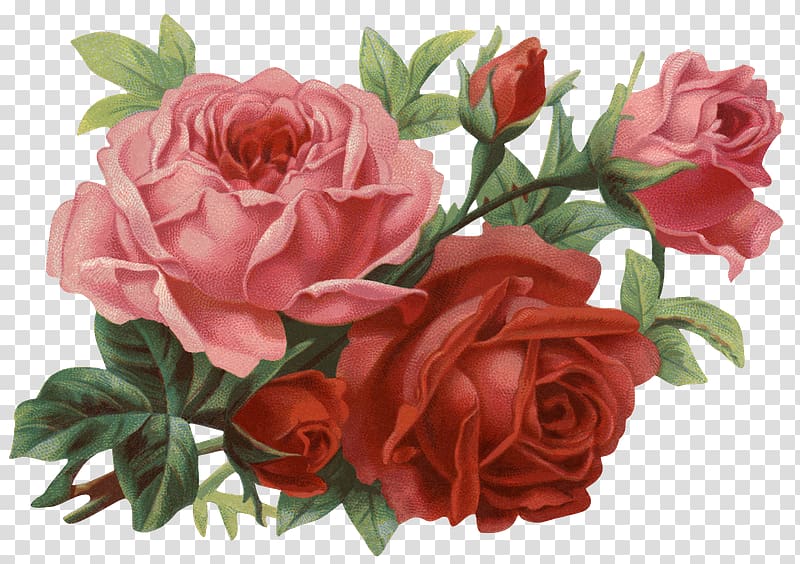 Rose Flower , retro rose transparent background PNG clipart