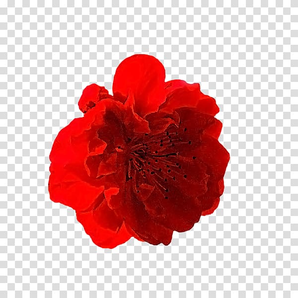 Carnation Cut flowers Rose family Petal, rose transparent background PNG clipart