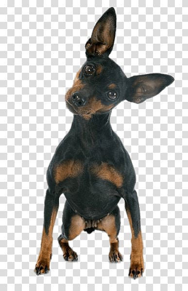 adult black and brown Chihuahua, Mini Doberman Pinscher transparent background PNG clipart