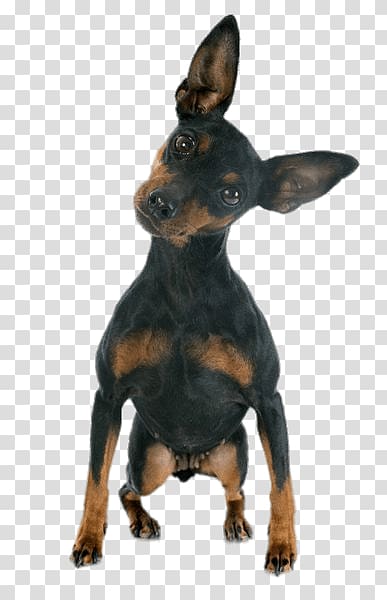 doberman pinscher and chihuahua