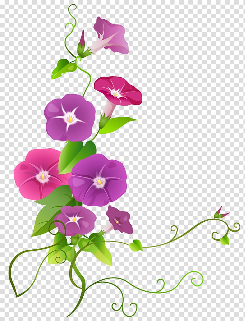 pink and purple flowers illustration, , Ipomoea Flower transparent background PNG clipart