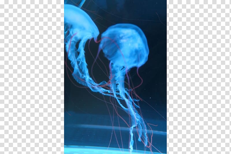 Jellyfish Chrysaora colorata Chrysaora quinquecirrha Marine invertebrates, jellyfish transparent background PNG clipart