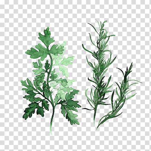 green plant , Herb Watercolor painting Parsley Art, Green leaves transparent background PNG clipart