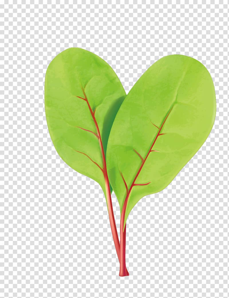 Leaf Euclidean , Green Vegetable Leaves transparent background PNG clipart