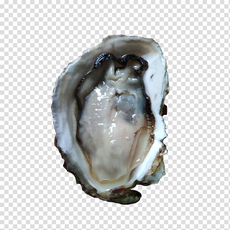 Oyster Seafood Mollusc shell Euclidean , Oyster shell oysters transparent background PNG clipart