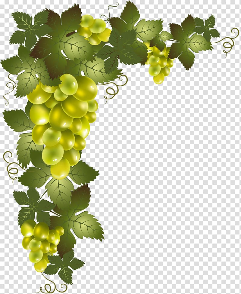 Grapevines , Grapes transparent background PNG clipart