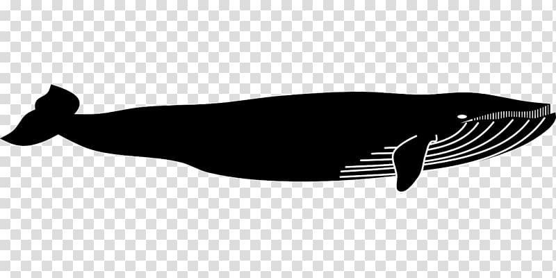 Marine mammal Cetacea Blue whale Vertebrate, whale fin drawing transparent background PNG clipart