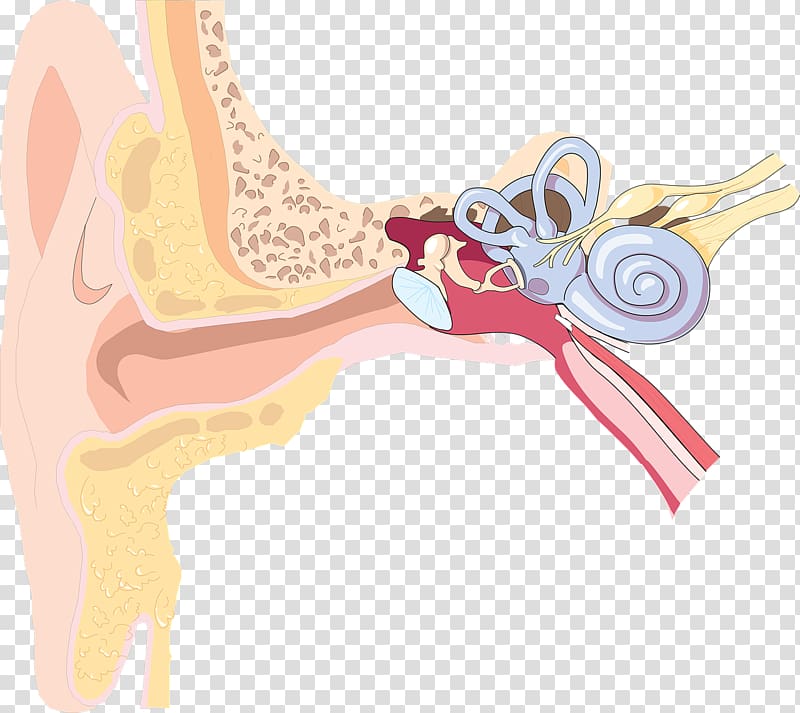Outer ear Inner ear Hearing loss Anatomy, ear transparent background PNG clipart