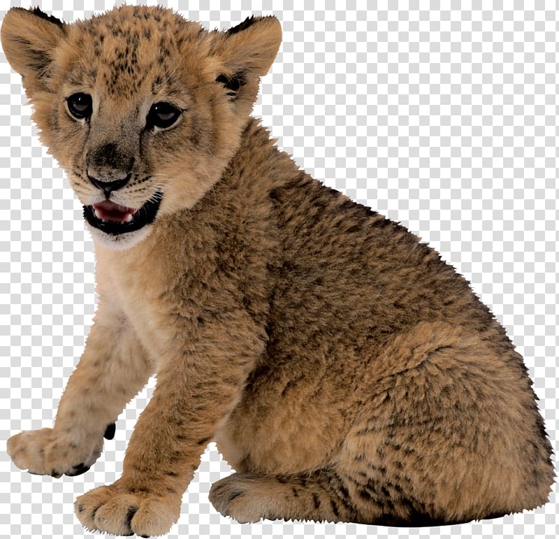 Lion Cougar Black panther, ayyappa transparent background PNG clipart