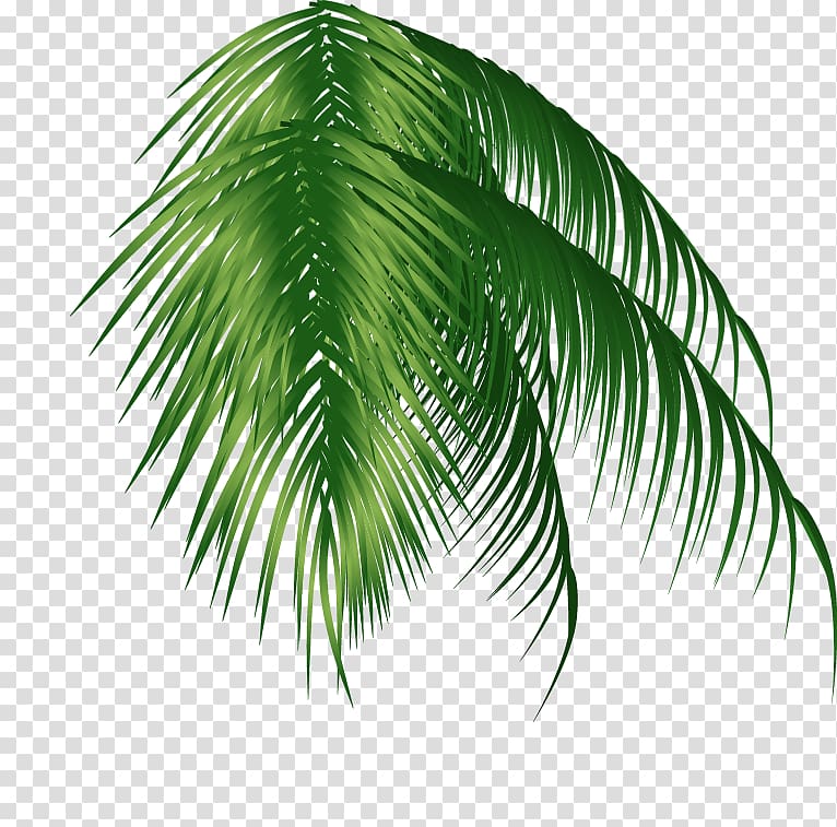 Arecaceae Coconut , Green coconut trees transparent background PNG clipart