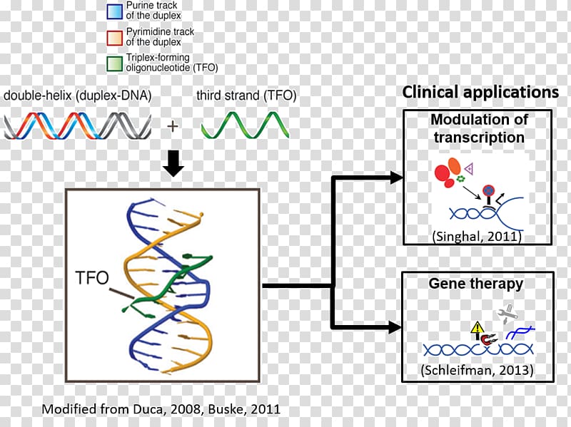 Triple-stranded DNA Oligonucleotide Peptide nucleic acid Gene therapy, others transparent background PNG clipart