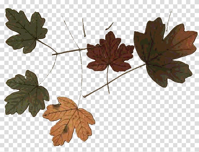 Autumn Maple leaf Northern Hemisphere , autumn transparent background PNG clipart