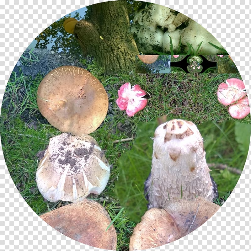 Pleurotus eryngii Shiitake Matsutake Medicinal fungi Agaric, mushroom transparent background PNG clipart