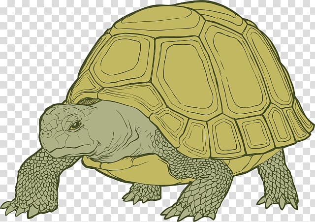 Box turtles Tortoise Sea turtle, turtle transparent background PNG clipart