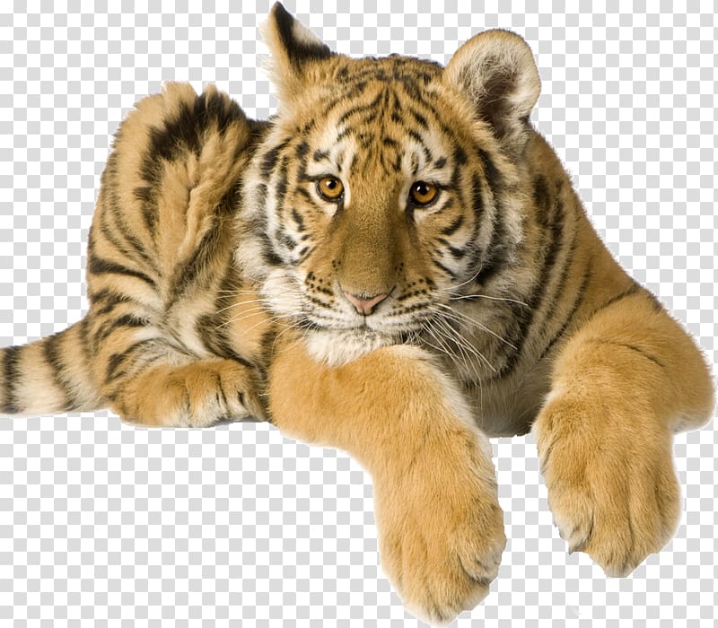 Tiger Camcorder Video Cameras Cat, tiger transparent background PNG clipart