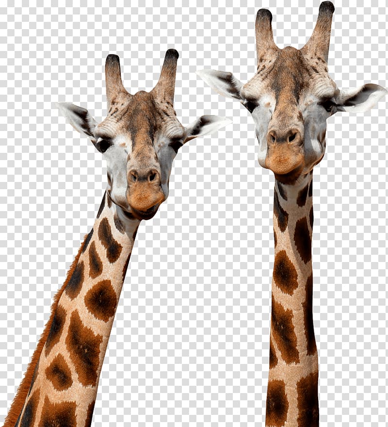 Northern giraffe Mammal Masai giraffe, others transparent background PNG clipart