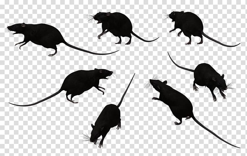 Black rat Bonthain rat Laboratory rat Mouse , Rat transparent background PNG clipart