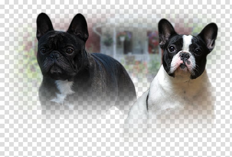 French Bulldog Toy Bulldog Dog breed Companion dog, marver transparent background PNG clipart