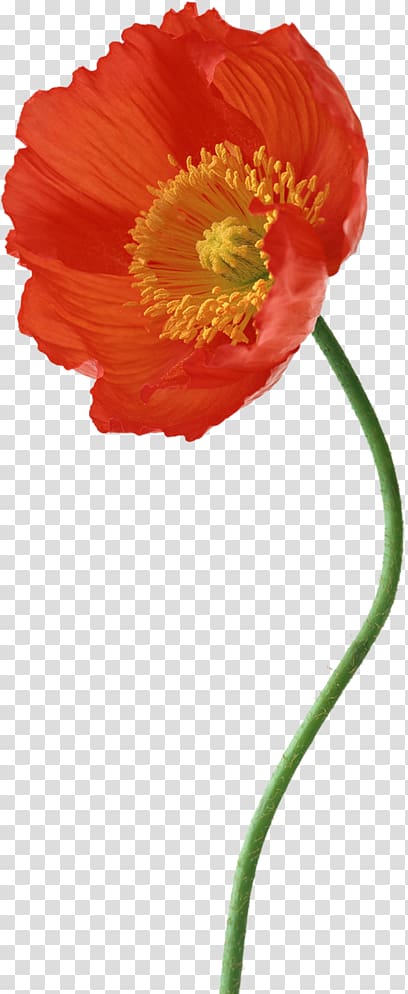 Poppy Flower Composition, design transparent background PNG clipart ...