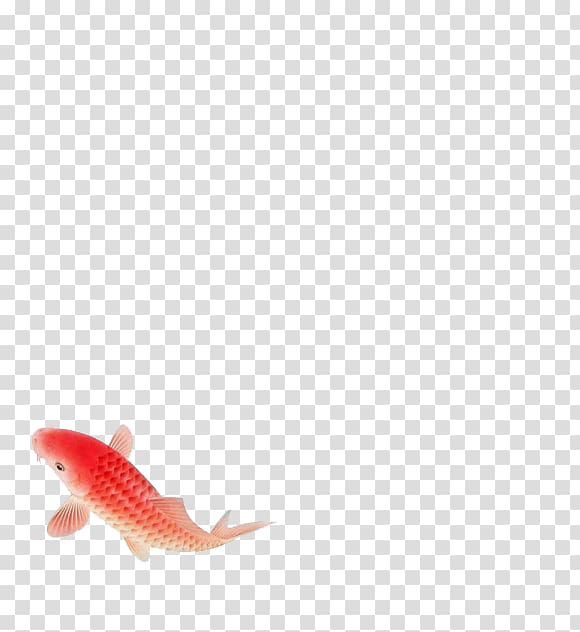 Koi, A red fish transparent background PNG clipart