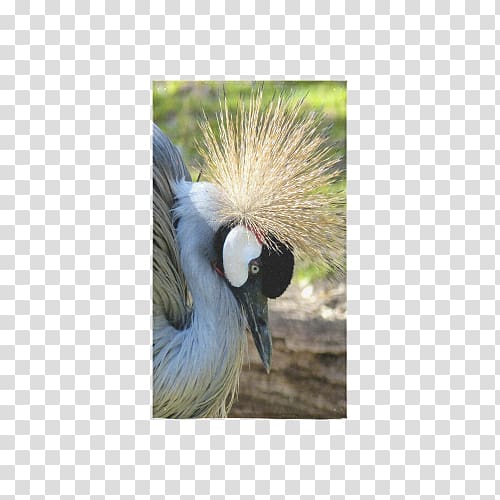 Bird Crane Beak Feather Wing, red-crowned crane transparent background PNG clipart