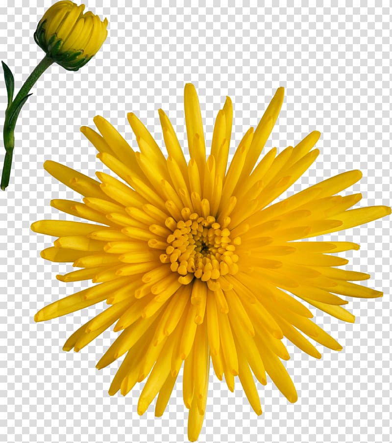 Breaking Away Chrysanthemum Dandelion Marguerite daisy Cut flowers, chrysanthemum transparent background PNG clipart