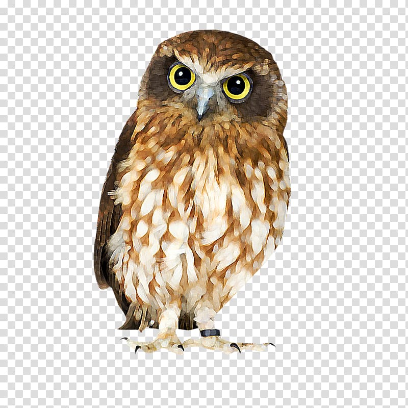 Barn owl Bird , Animal owl transparent background PNG clipart