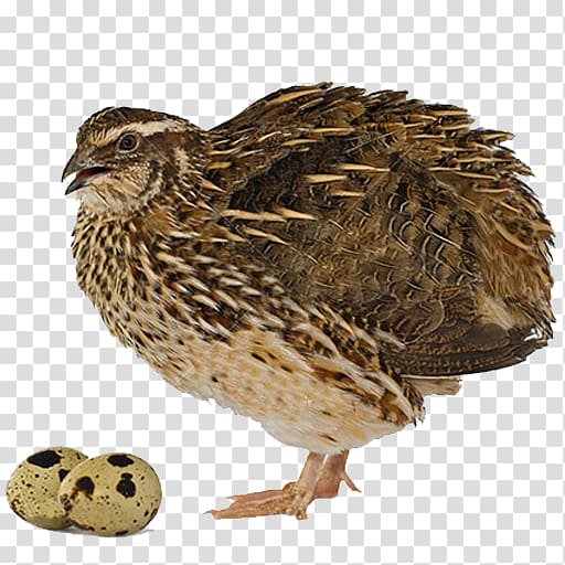 California quail Bird Common Quail , Bird transparent background PNG clipart