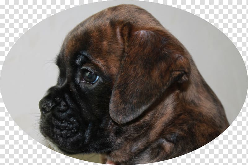 Boxer Bullmastiff Puggle Puppy Dog breed, puppy transparent background PNG clipart