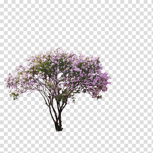 purple flowering tree, Tree Computer file, Trees transparent background PNG clipart