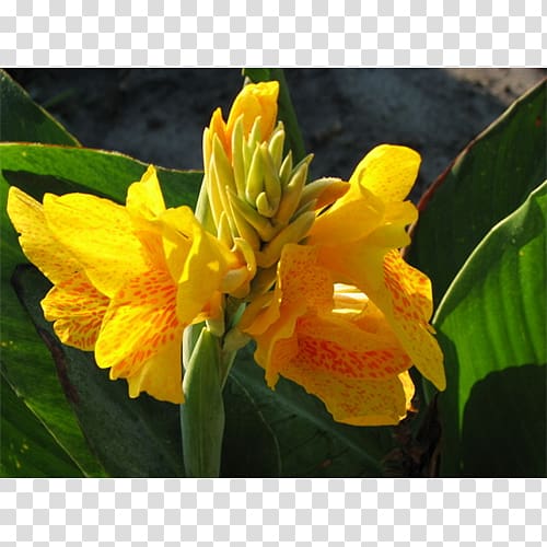 Canna Indian shot Cattleya orchids, others transparent background PNG clipart