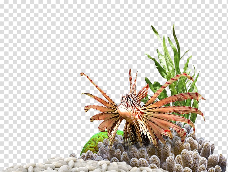 Invertebrate Aquarium Plants, Aqua Team Leader Funny transparent background PNG clipart