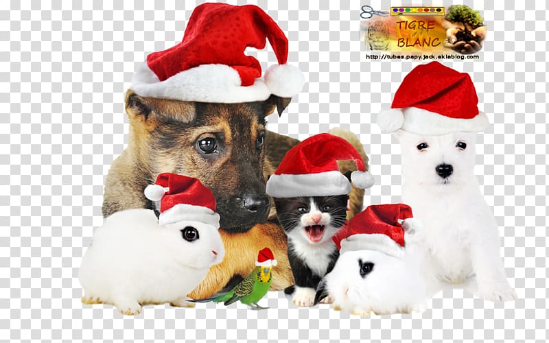 Dog–cat relationship Samoyed dog Santa Claus Christmas, Cat transparent background PNG clipart